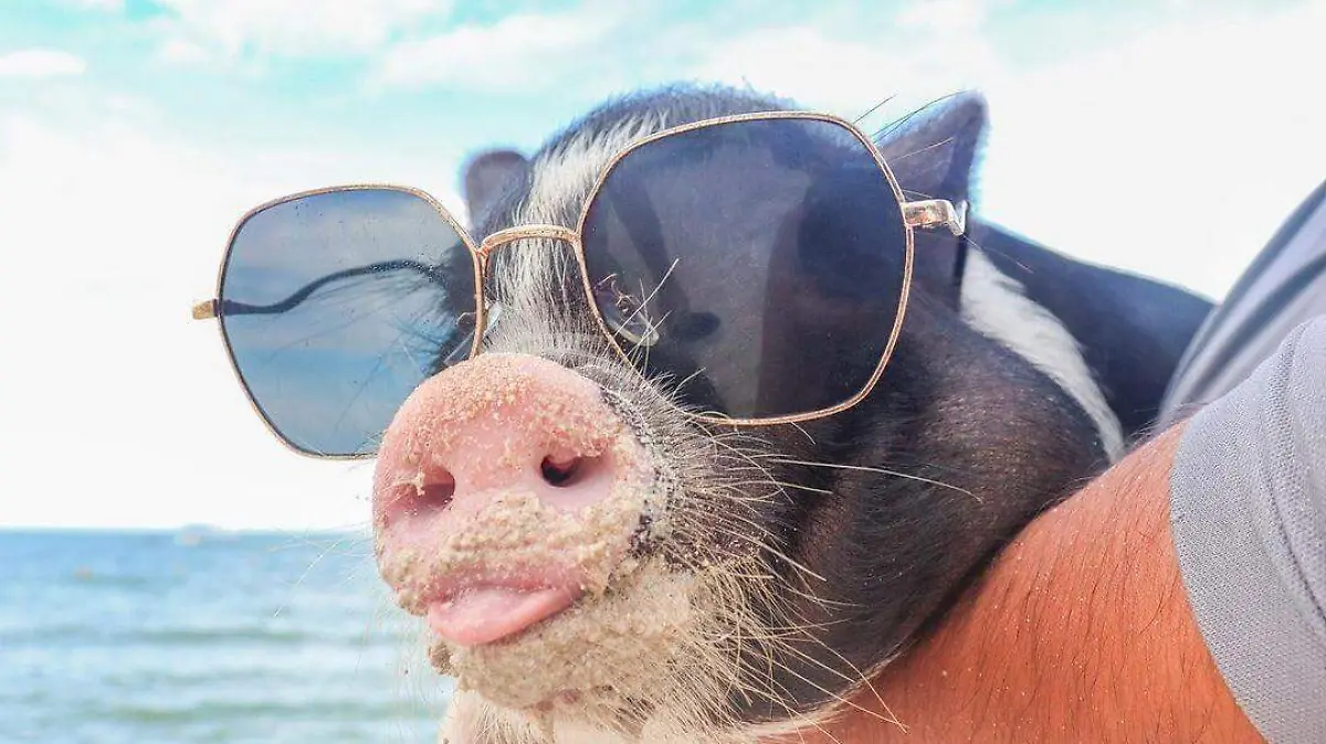 Playa pig2